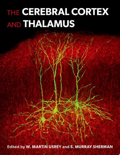 The Cerebral Cortex and Thalamus cover
