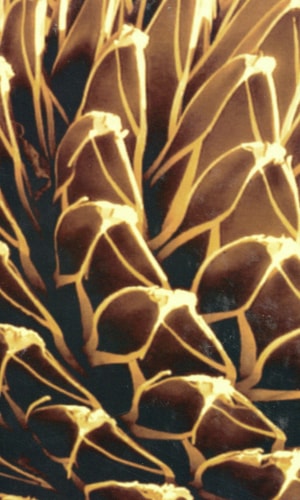 Instabilities and Self-Organization in Materials (Monographs on the Physics and Chemistry of Materials) cover