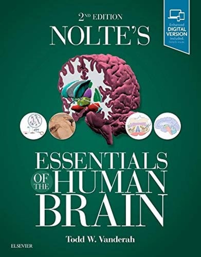 Nolte's Essentials of the Human Brain cover