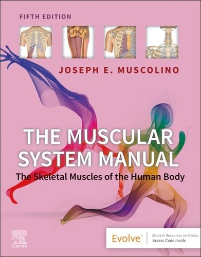 The Muscular System Manual The Skeletal Muscles of the Human Body cover