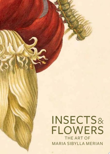 Insects & Flowers The Art of Maria Sibylla Merian cover